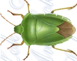 Дидактична гра Як пересуваються комахи? - Всеукраїнський портал Anelok Ігри  для друку